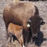 Brokenhead Ojibway Nation welcomes 1st buffalo calves in decades