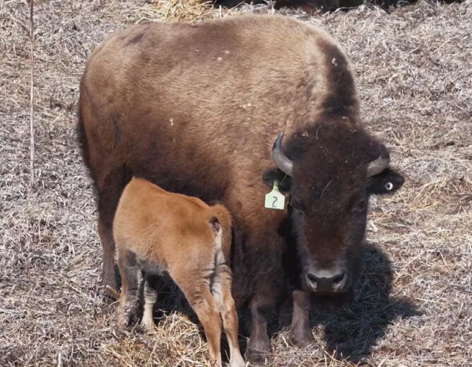 Brokenhead Ojibway Nation welcomes 1st buffalo calves in decades